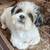 LOST DOG MALE ADULT SHIHTZU 2 thumbnail