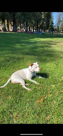 PITBULL DOG (santa clara)63836592528003120