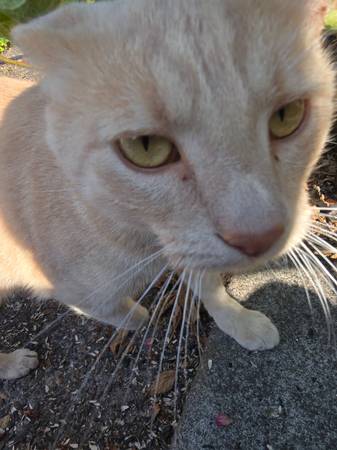 My cat is missing (Roseway)63958423207682120