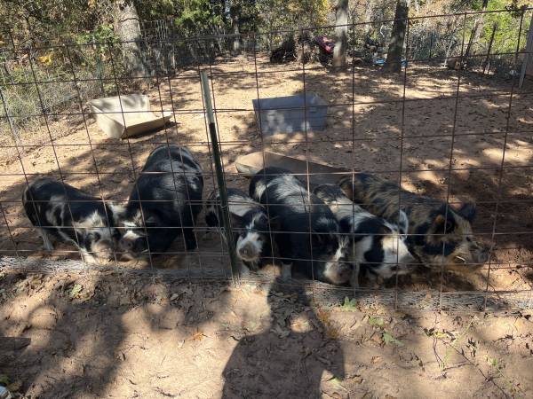 Kunekune pigs 1