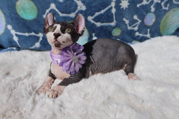 Sphynx Kittens (La Puente)63953815601539121