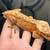 Crested gecko 1 thumbnail