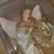 Vintage Gold 12 Angel Christmas Tree Topper or Display in Case CHEAP! 2 thumbnail