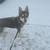 Male Siberian Husky Needs Forever Home 5 thumbnail