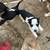 Papillion/chihuahua mix & chihuahua/dashhound mix 6 thumbnail