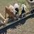 Nigerian goats 7 thumbnail
