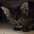 Male Tabby Cat Needs New Home 14 thumbnail