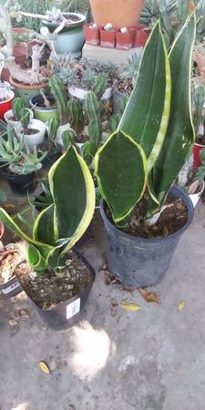 Whale Tail Snake Plants 1