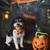 Maltipoo Male 1 thumbnail