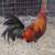 Gamefowl 1 thumbnail