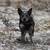 Blue Heeler puppies 6 thumbnail
