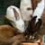 MINI REX RABBIT KITS 9 thumbnail