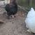 Silkie rooster 4 thumbnail