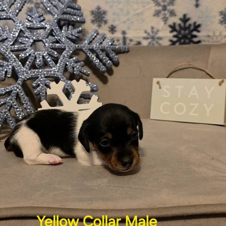 Short Hair Dachshund Males 1