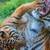 Affordable Animal Photography 8 thumbnail