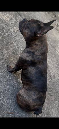 French Bulldog Dog for adoption63699031341057121