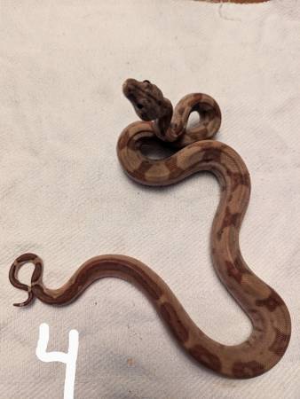 Ball pythons and boas (Russell,)63671573104515122