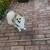 Pomeranian Male 1 thumbnail