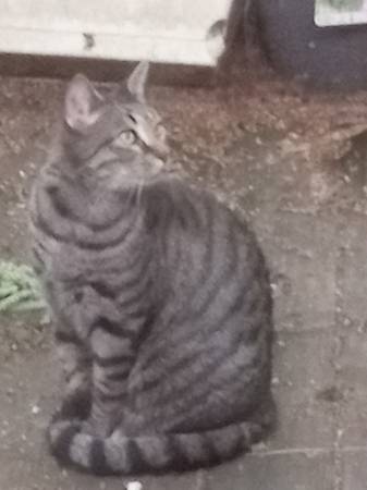 Aún desaparecido: Gato atigrado (Muscle Shoals)63412077254147122