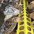 Quail 2 thumbnail
