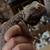 Jades Animal rescue 6 thumbnail