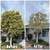 Tree Trimming, Landscaping, Stump Grinding Yard Work 9 thumbnail