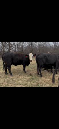 7 Black and black baldy bred cows 1