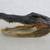 Genuine Taxidermy Alligator Head with Jaws & Teeth 8 1/2" Length 4 thumbnail