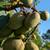 Mango Criollo Tree 🥭 9 thumbnail