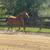 Husband/ trail/ lesson horse 19 thumbnail