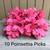 9 NWT Fuschia Poinsettia Stems 1 thumbnail