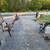 Lots of tools, household, skis, snowshoes, crossbows, compound bow. 14 thumbnail