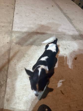Chihuahua (Wilmington)63975492478466121