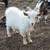 Nigerian Dwarf goats. kids 5 thumbnail
