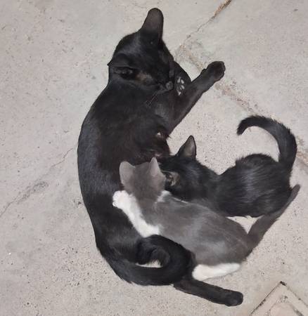3 KITTENS!!! (North Las Vegas)63860183371905120