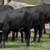 Black Whiteface Replacement Heifers 12 thumbnail