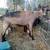 Alpine milk goats 6 thumbnail