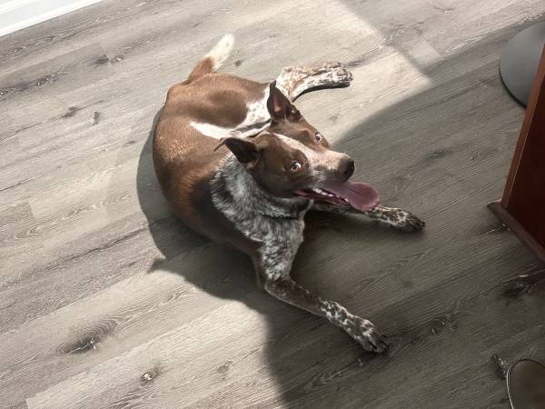 Rehoming Amazing Blue Heeler/GSP mix (Mission Valley) (Mission Valley)63819964995073121