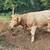 Mid Size Mini Highland Cross Cows 2 thumbnail