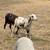 Sheep 3 thumbnail