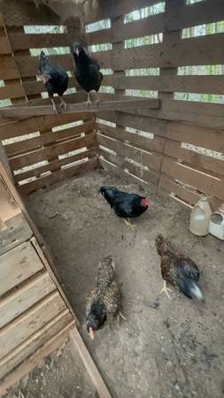 LF Dark Cornish Hatching Eggs 1