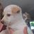 Husky Puppy 3 thumbnail
