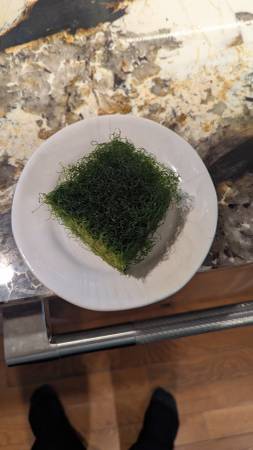 Chaeto Macro Algae (Greenwood Village)63921365330435121