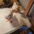 Bantam chicks 4 thumbnail