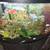 African cichlids 8 thumbnail