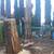 TREE , PALM TREE , STUMP REMOVAL AND HAULING SERVICES  (Bay Area) 6 thumbnail