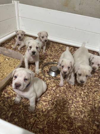 Straw Cane Corso Macho (Snellville)63881507421441121