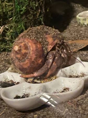 medium sized hermit crab in need of new home (hillsboro)63842374517123121