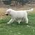 GREAT PYRENEES 2 thumbnail