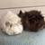 Pair of Bonded Female Guinea Pigs 2 thumbnail